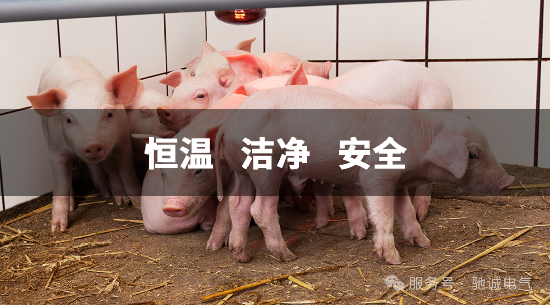 猪圈实现空调自由?除了恒温恒湿 这套气体防护也是养殖刚需 猪圈实现空调自由?除了恒温恒湿 这套气体防护也是养殖刚需